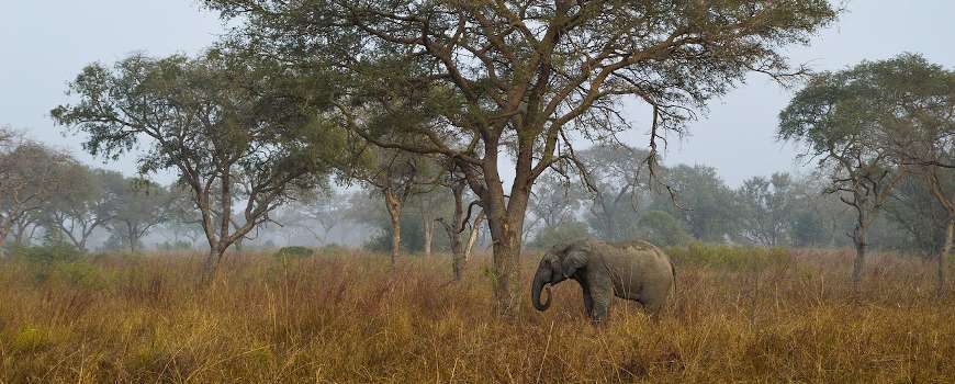 Visto Benin - Elefante nella Savana