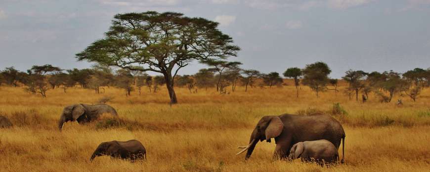 Visto Tanzania - Elefanti nella savana